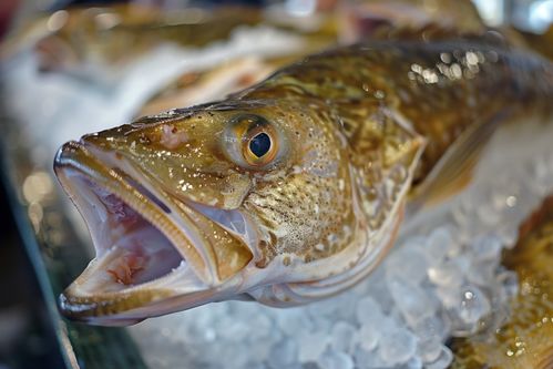 生鮮海鮮水產(chǎn)鱈魚(yú)素材 攝影圖